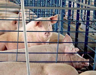 Мікроклімат у приміщенні впливає на кількість корму для свиноматки